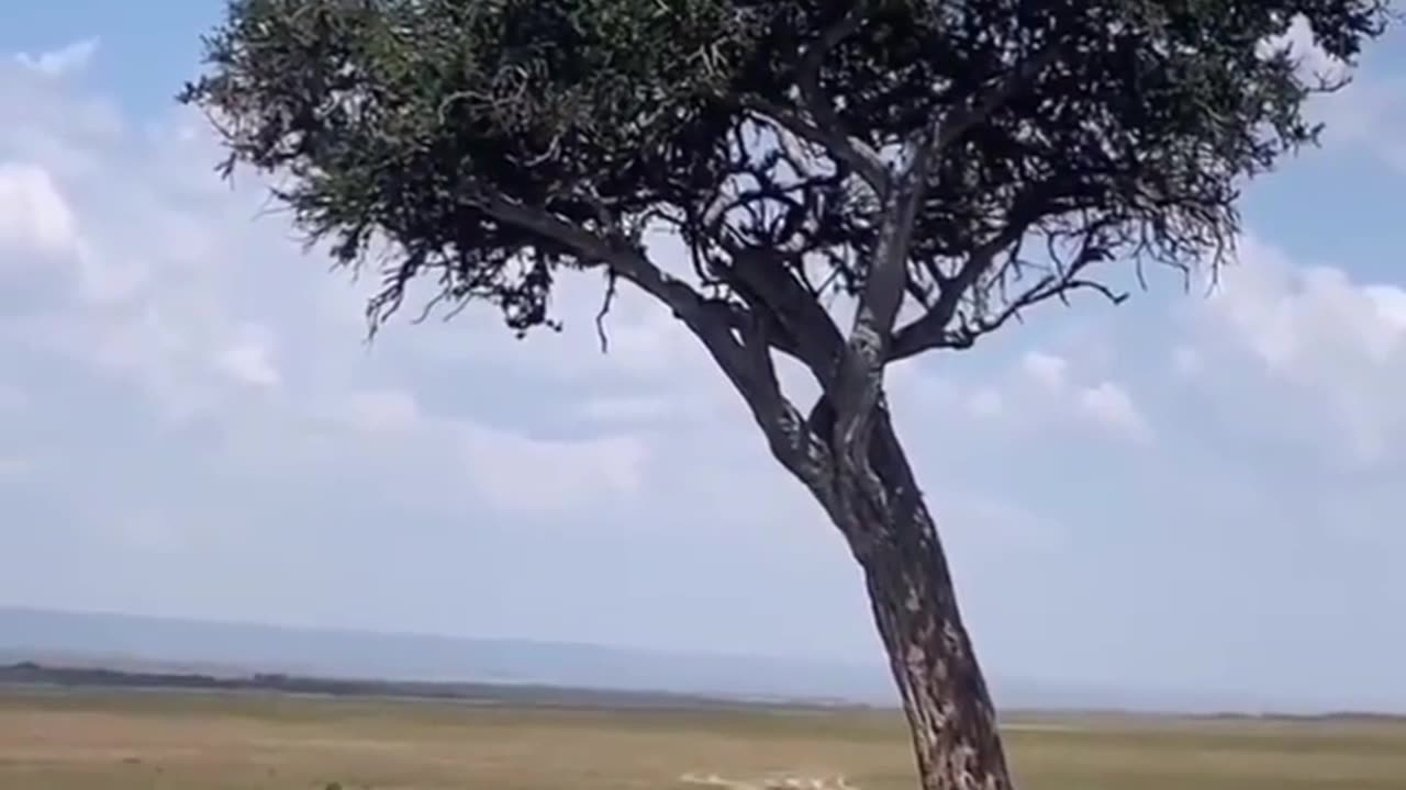 😱🐆 Lion's Nap Game is On Point! | FunFM