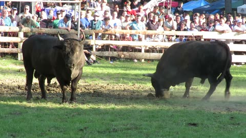 Golub od Mušije vs Šečerko od Davidovića Buk 2025