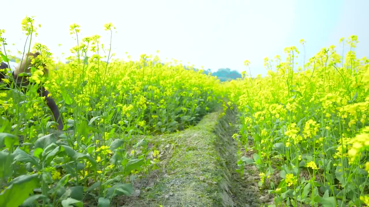 Funniest Comedy Video