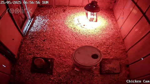 Millar Time Chicken Cam