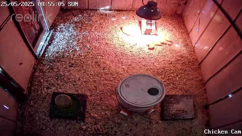 Millar Time Chicken Cam