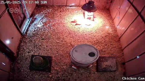 Millar Time Chicken Cam