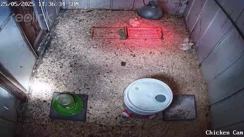 Millar Time Chicken Cam