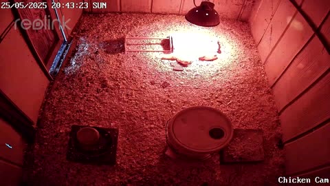 Millar Time Chicken Cam