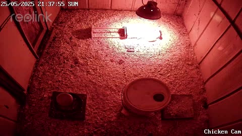 Millar Time Chicken Cam