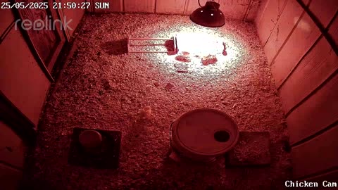 Millar Time Chicken Cam