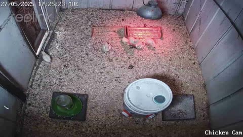 Millar Time Chicken Cam