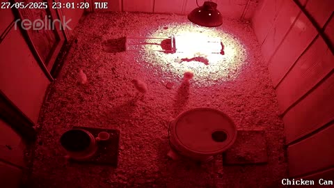 Millar Time Chicken Cam