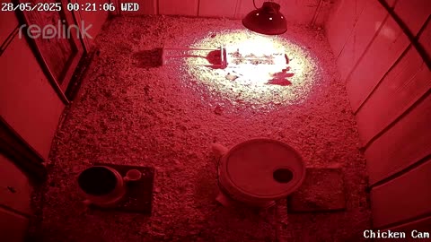 Millar Time Chicken Cam