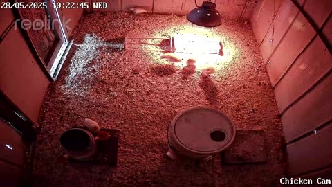 Millar Time Chicken Cam