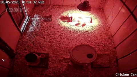 Millar Time Chicken Cam