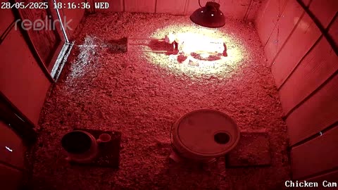 Millar Time Chicken Cam