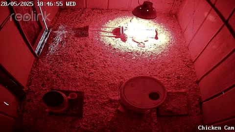 Millar Time Chicken Cam
