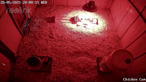 Millar Time Chicken Cam