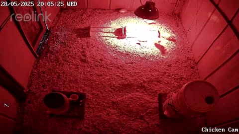 Millar Time Chicken Cam