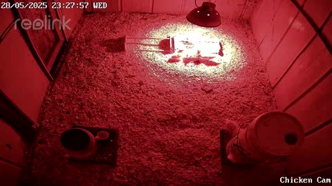 Millar Time Chicken Cam