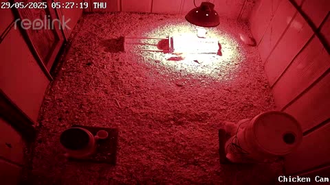 Millar Time Chicken Cam