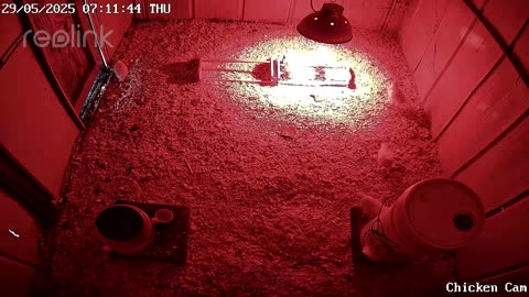 Millar Time Chicken Cam