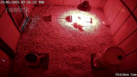 Millar Time Chicken Cam