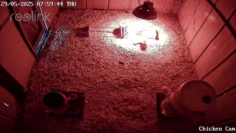 Millar Time Chicken Cam