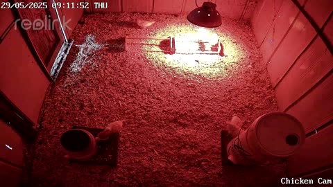Millar Time Chicken Cam