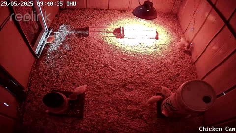 Millar Time Chicken Cam