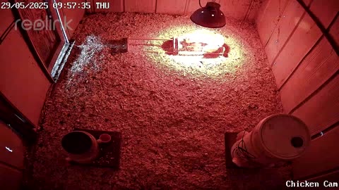 Millar Time Chicken Cam