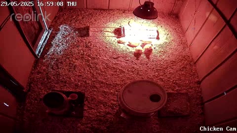 Millar Time Chicken Cam