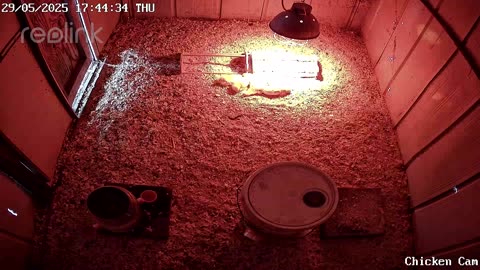 Millar Time Chicken Cam