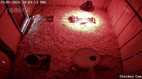 Millar Time Chicken Cam