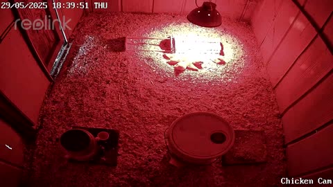 Millar Time Chicken Cam