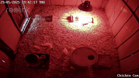 Millar Time Chicken Cam