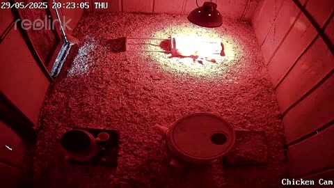 Millar Time Chicken Cam