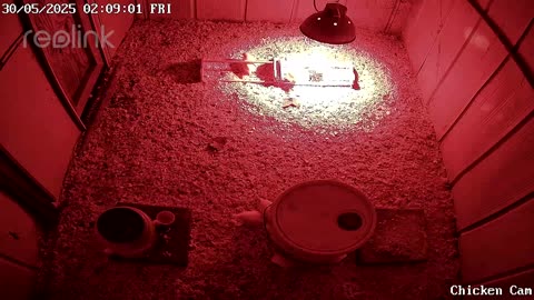 Millar Time Chicken Cam