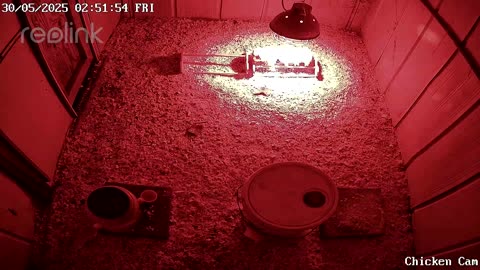 Millar Time Chicken Cam