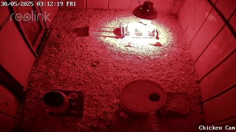 Millar Time Chicken Cam