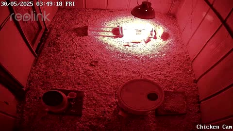 Millar Time Chicken Cam