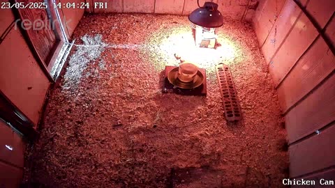 Millar Time Chicken Cam