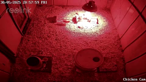 Millar Time Chicken Cam