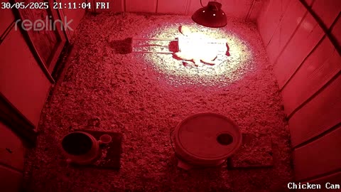 Millar Time Chicken Cam