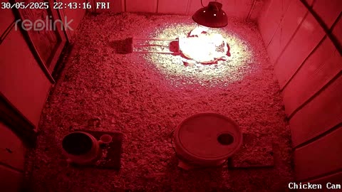 Millar Time Chicken Cam