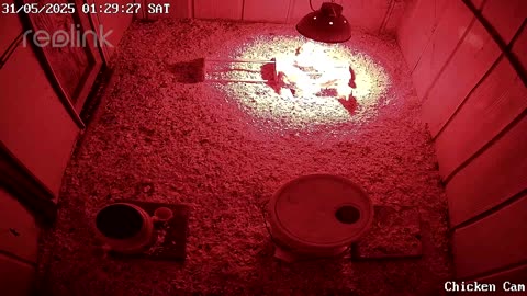 Millar Time Chicken Cam