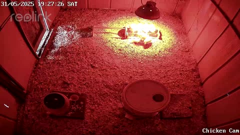 Millar Time Chicken Cam