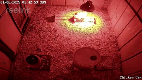 Millar Time Chicken Cam