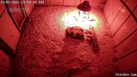 Millar Time Chicken Cam
