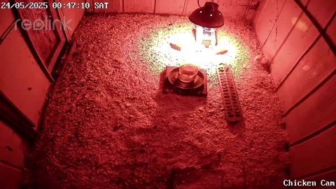 Millar Time Chicken Cam