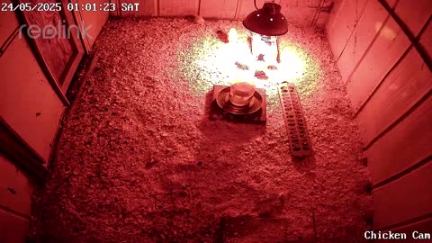 Millar Time Chicken Cam