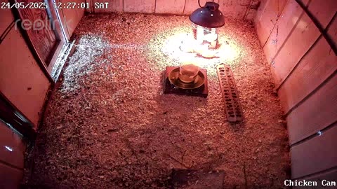 Millar Time Chicken Cam