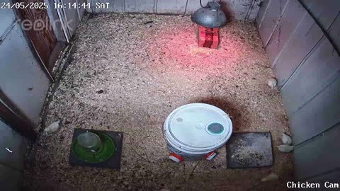 Millar Time Chicken Cam