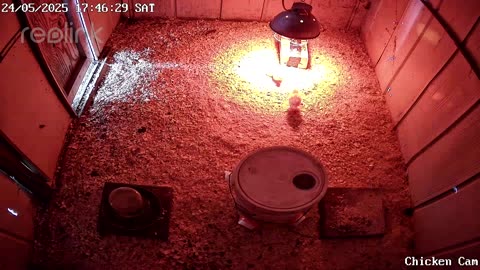 Millar Time Chicken Cam
